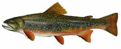 Speckled Trout