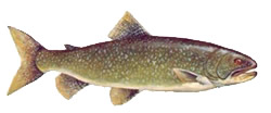 Lake Trout