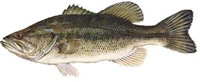 Largemouth Bass