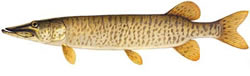 Muskie