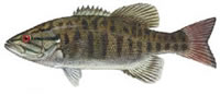 Smallmouth Bass