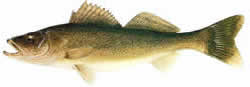 Walleye